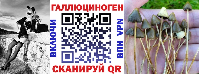 хочу   Зеленоградск  Галлюциногенные грибы Cubensis 